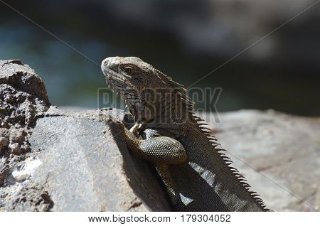 Amazing iguana with spines along his back perched on a rock.