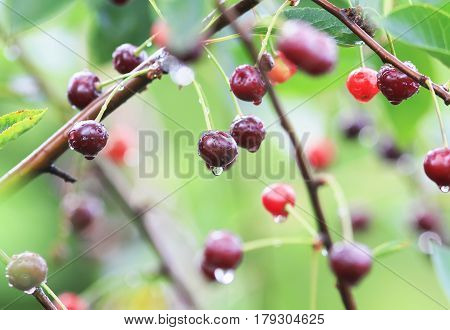 ripe juicy red cherries with drops are hanging on a Bush after rain in the garden