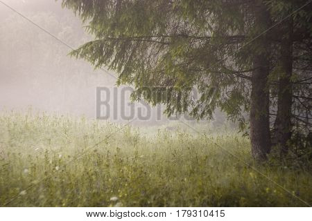 Early morning sun rays illuminate the dawn beautiful Carpathian landscape in the mist on the background of ancient trees are blooming field of summer