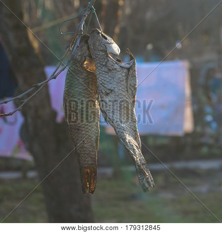 food dried fish  product water coocing fishing