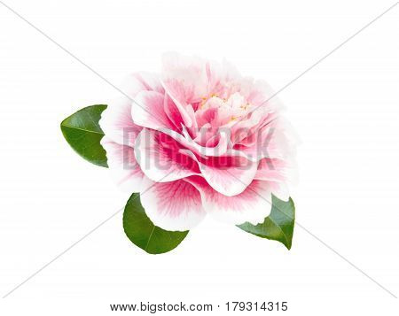 White and pink bicolor camellia peony form flower with leaves isolated on white