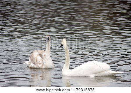Married couple of white swans in the spring on the lake