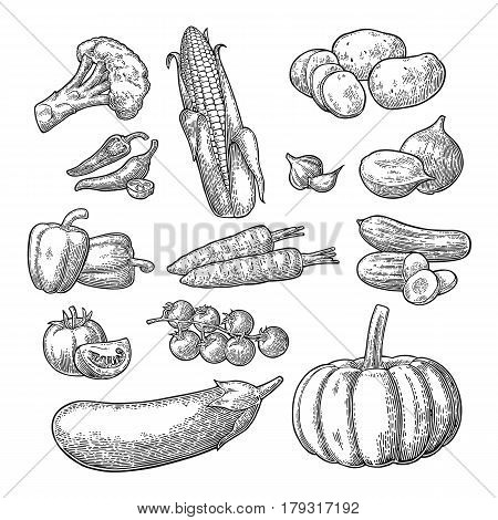 Set vegetables. Cucumbers, Garlic, Corn, Pepper, Broccoli, Potato, Carrot, Onion, Eggplant, and Tomato isolated on the white. Vector black hand drawn vintage engraving illustration for poster menu