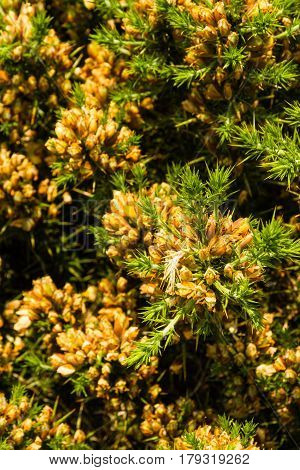Ulex Europaeus (gorse, Common Gorse, Furze Or Whin). Macro.