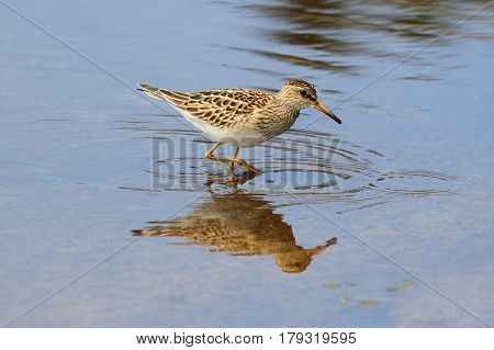 Pectoral Sandpiper (Calidris melanotos) by the Pacific Ocean