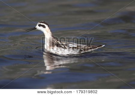 Red-necked Phalarope (Phalaropus lobatus) swimming in the Pacific Ocean