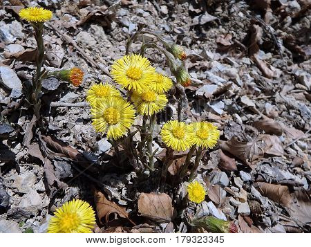 Beautiful yellow coltsfoots on a natural background, Yellow flowers, Coltsfoot (Tussilago farfara),