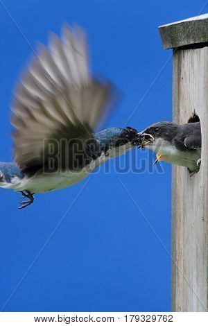 Tree Swallow (tachycineta bicolor) feeding hungry babies