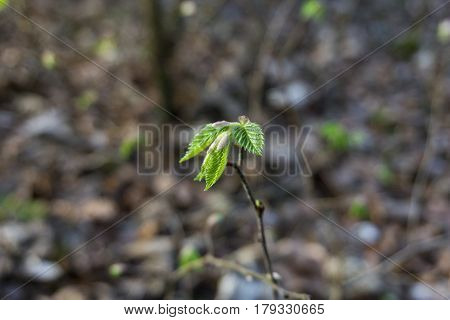Close-up of green leaves in spring. Plants in spring. Blooming Plants.