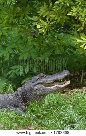 Aligators 문 턱