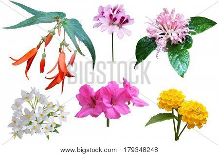 Set of cluster flower isolated on white background
