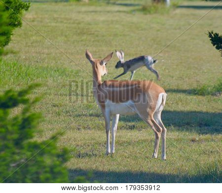 Jackrabbit riding a deer in Austin, Texas