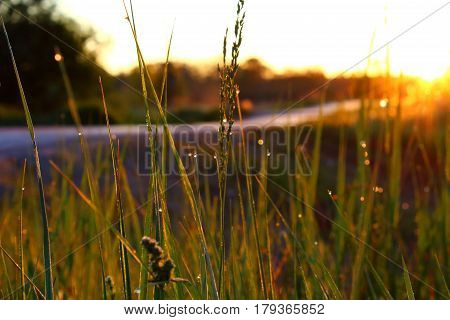 Morning dew in the grass at dawn