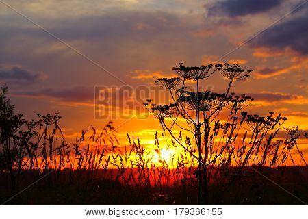 Beautiful sky sunset with plants in foreground