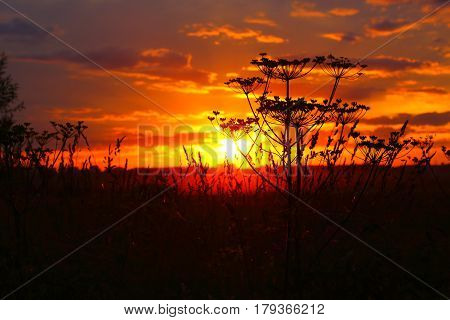 Beautiful sky sunset with plants in foreground