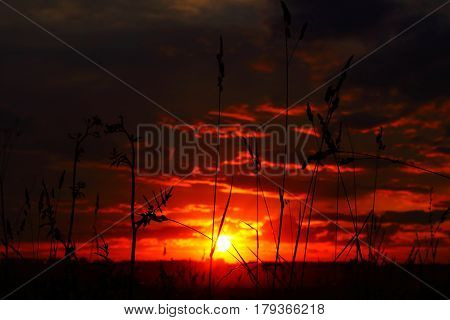 Beautiful sky sunset with plants in foreground