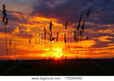 Beautiful sky sunset with plants in foreground