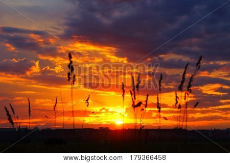 Beautiful sky sunset with plants in foreground