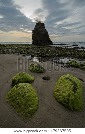 Beautiful green mossy at Batu Luang beach during sunset located at Kuala Penyu, Sabah, Malaysia