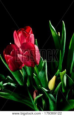 Three red tulips on a black background