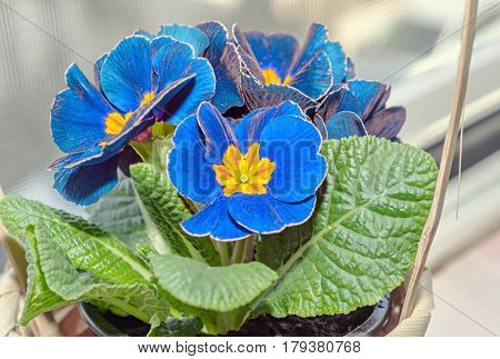 Primula Obconica Touch Me, Blue With Yellow Flowers, Green Leaves, Close Up Basket