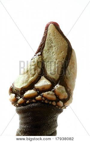 Barnacles, makro izolované nad bílým studio pozadí