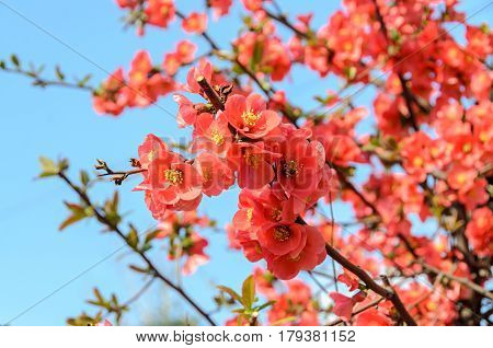Chaenomeles Japonica Pink Tree Flowers,  Maule's Quince, Gutuiul Japonez, Outdoor Close Up