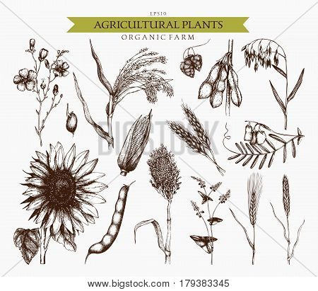 Vector collection of ink hand drawn agricultural plants sketches. Vintage illustration with legumes, cereal crops, sunflower and flax. Farm fresh and organic plants set.