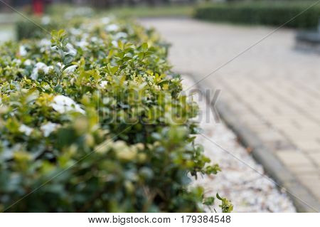 The last snow on a green bush, spring landscape