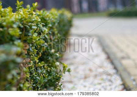 The last snow on a green bush, spring landscape