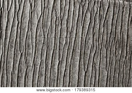 Palm tree texture. Background of palm tree bark. Organic background and texture. Abstract texture and background for designers. Macro view of palm tree bark. Natural pattern.