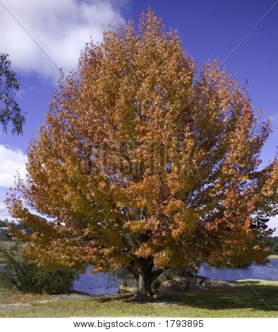 Albero Ambra liquida