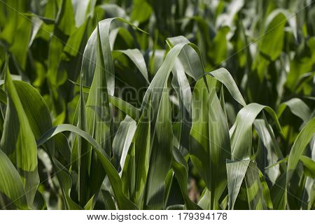 Cornfield during summer.  Background and texture concept. Landscape with cornfields.