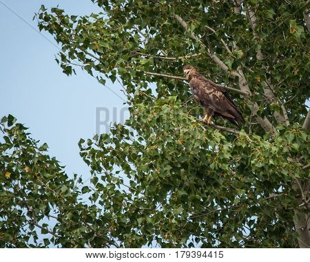 Scenic view of an eagle sitting on a tree`s branch