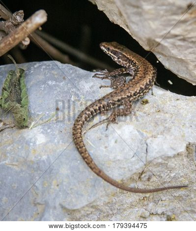 Closeup image of a lizard on the stone