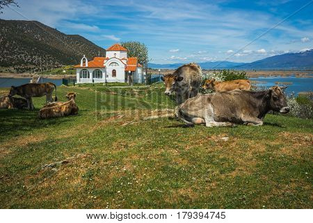 Cows On Island Of St. Ahileos At Lake Prespa, Greece