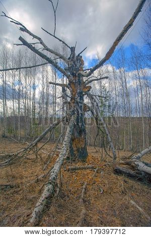 Rotten Old Birch