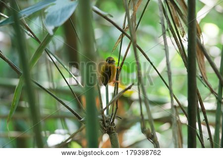 White-browed Piculet Male In The Nature.