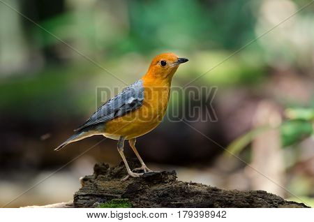 Orange-headed Thrush (geokichla Citrina)