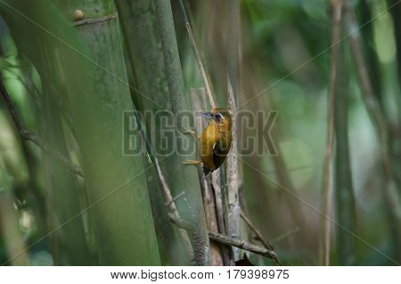 White-browed Piculet Male In The Nature.