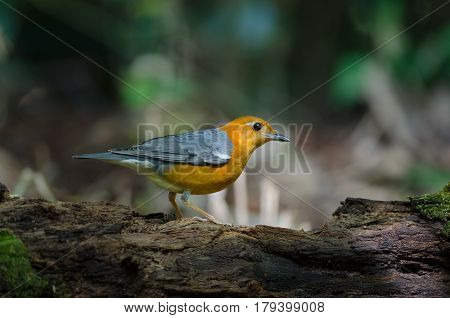 Orange-headed Thrush (geokichla Citrina)