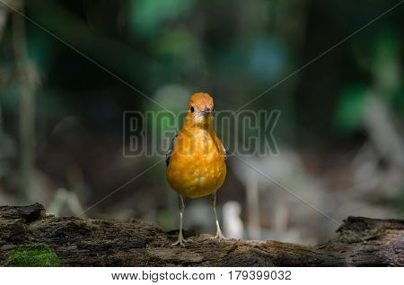 Orange-headed Thrush (geokichla Citrina)