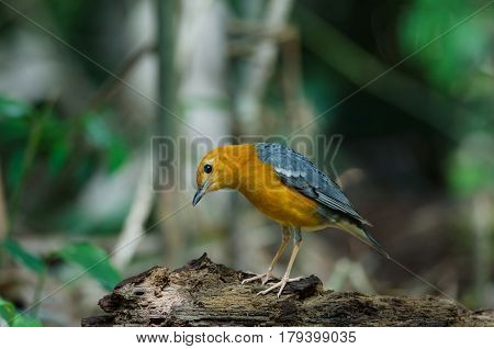 Orange-headed Thrush (geokichla Citrina)