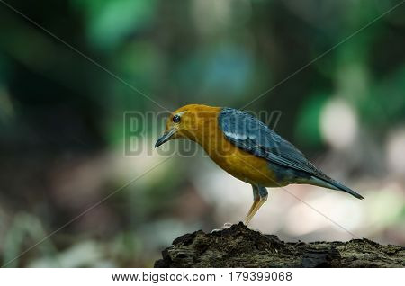 Orange-headed Thrush (geokichla Citrina)