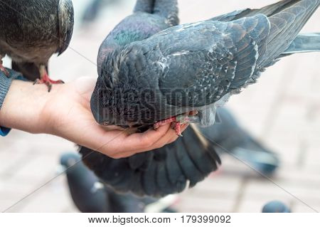 Beautiful grey pigeon eating on human's hand