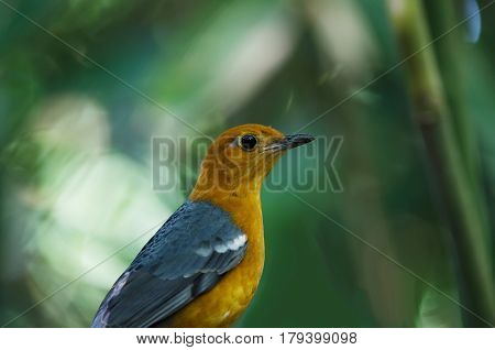 Orange-headed Thrush (geokichla Citrina)