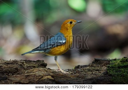 Orange-headed Thrush (geokichla Citrina)