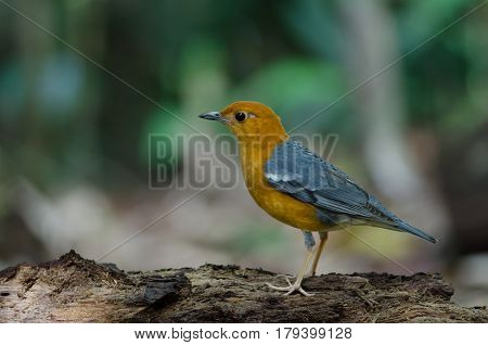 Orange-headed Thrush (geokichla Citrina)