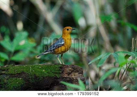Orange-headed Thrush (geokichla Citrina)