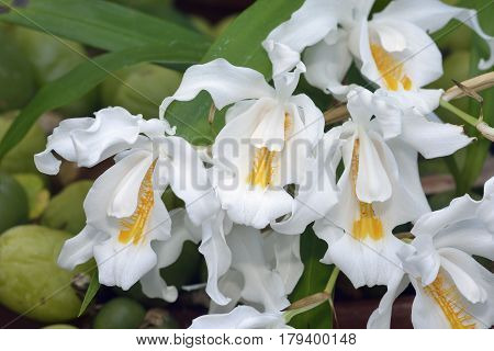 Crested Coelogyne Orchid - Coelogyne cristata Epiphyte from the Himalayas